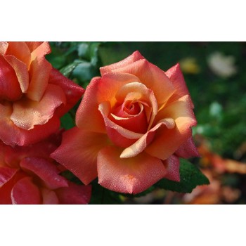 Florovit - nawóz do róż i innych roślin kwitnących 3 kg